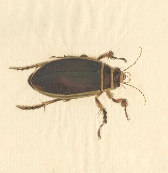 Dytiscus marginalis, great diving beetle (male)
