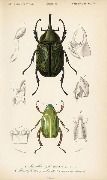 Eastern Hercules and jewel scarab beetle