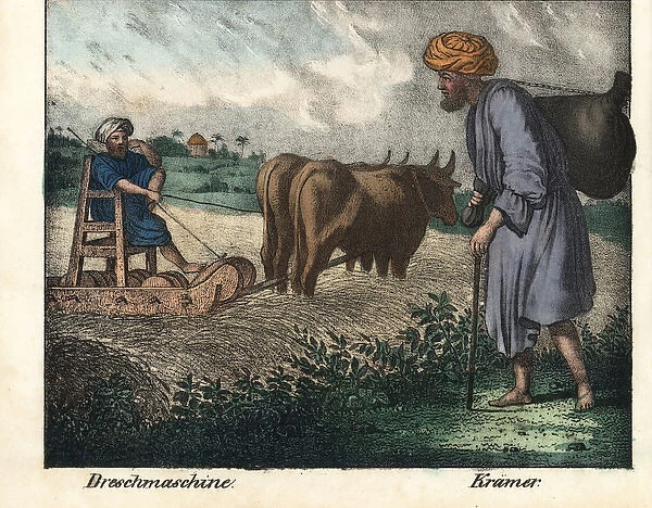 Egyptian farmer on a threshing machine pulled by two oxen