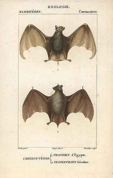 Egyptian tomb bat, Taphozous perforatus