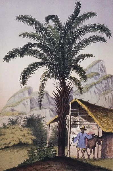 Elaeis guineensis, African oil palm