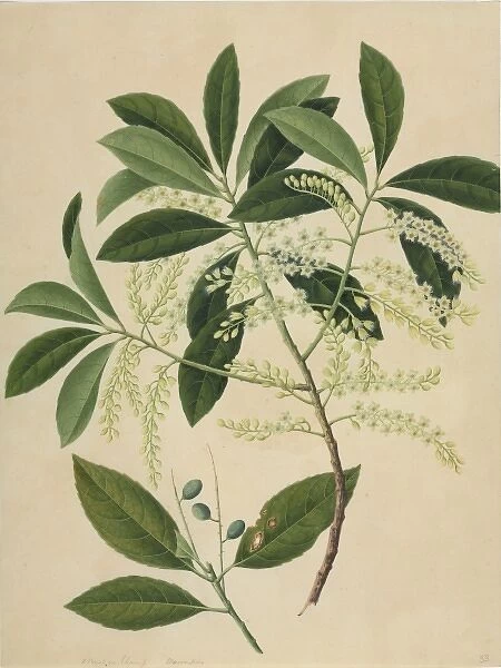 Elaeocarpus sp