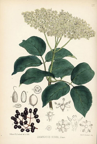 Elder, elderberry or bore tree, Sambucus nigra