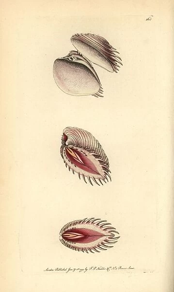 Elegant venus shell, Hysteroconcha dione