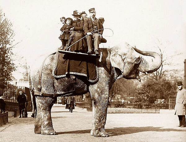 Elephant ride at zoo
