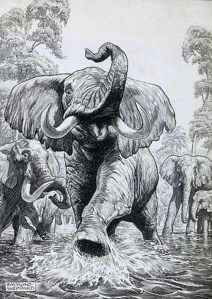 Elephants charging forward through water