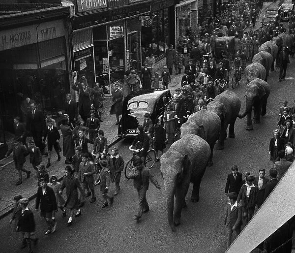 Elephants parade through town to publicise circus