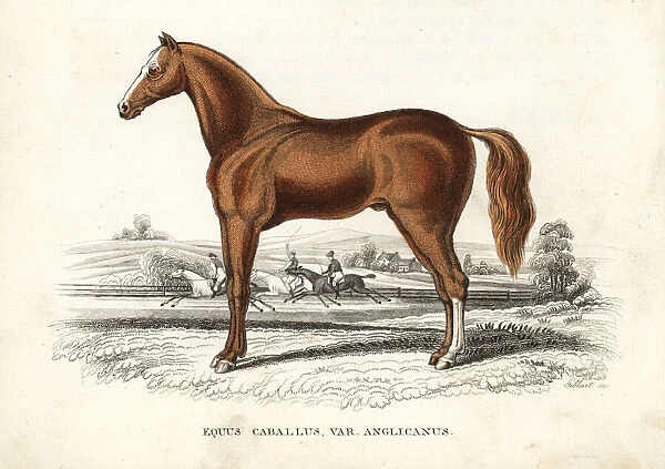 English thoroughbred horse, Equus caballus var. anglicanus