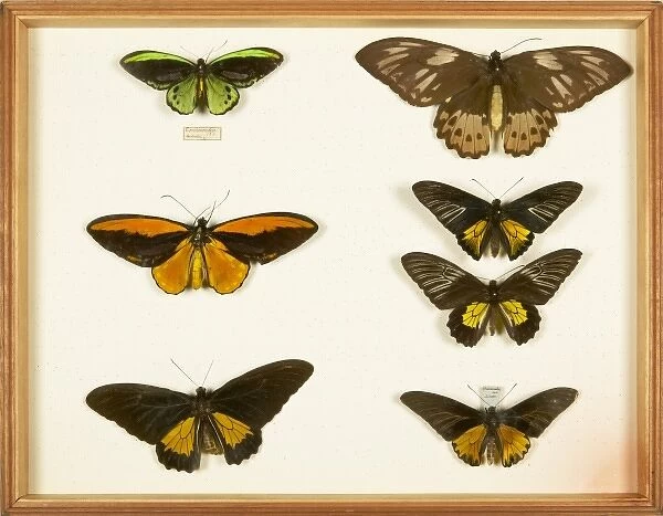 Entomological Specimens from the Wallace Collection