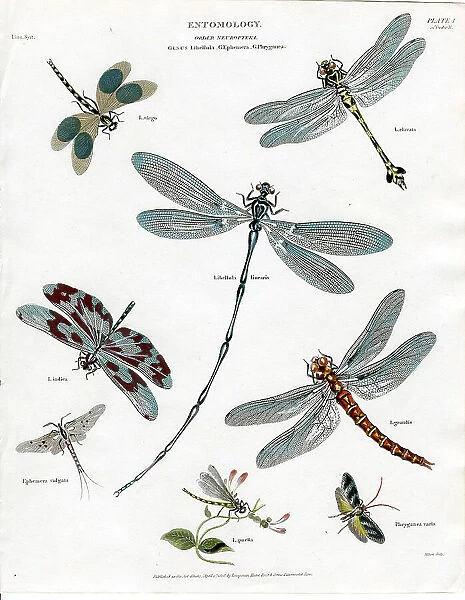 Entomology - Dragonflies