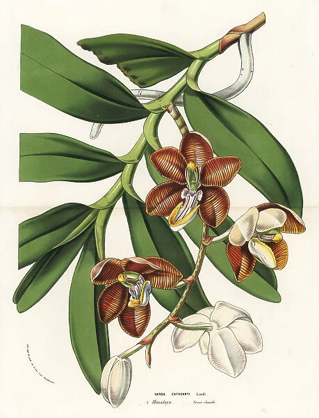 Esmeralda cathcartii orchid
