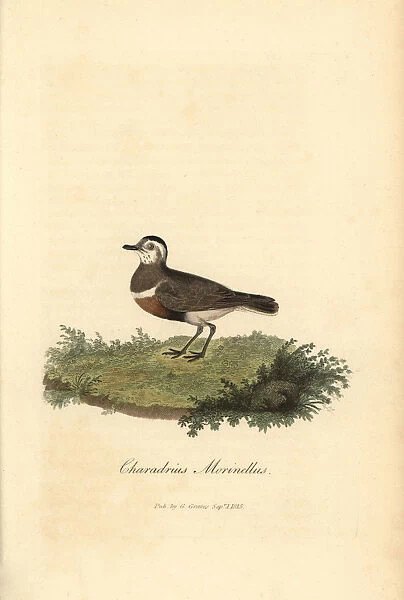 Eurasian dotterel, Charadrius morinellus