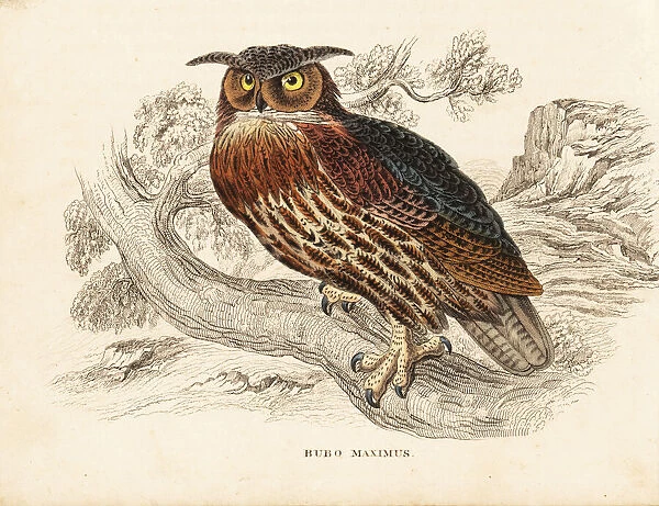 Eurasian eagle-owl, Bubo bubo