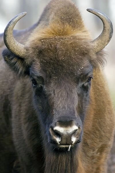 European Bison - adult female - ruminates after