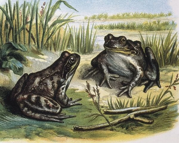 European Common Frog. Amphibians. Engraving after
