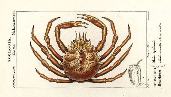 European spider crab, Maja squinado