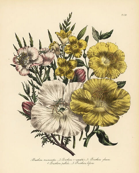 Evening primrose or Oenothera species