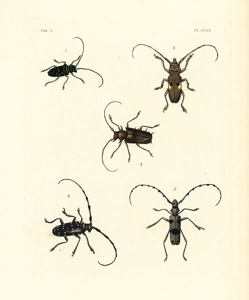 Exotic beetles including vulnerable rosalia alpina