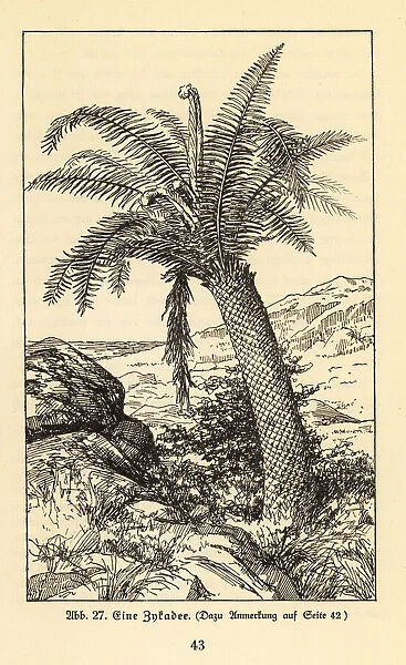 Extinct cycad tree