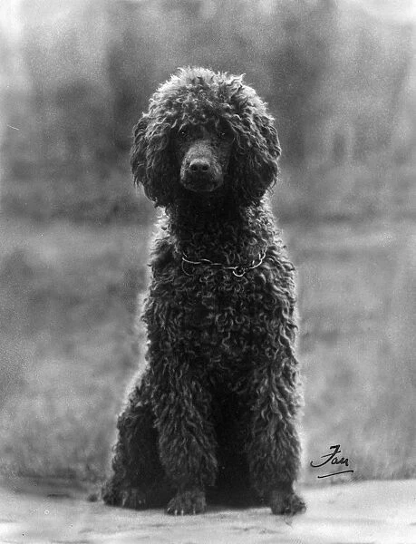 FALL  /  STANDARD POODLE  /  37
