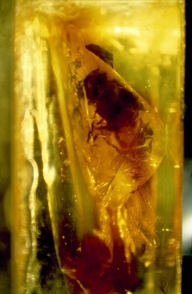 Fannia scalaris, fake fossil fly in amber