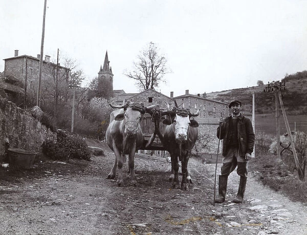 Farmer with oxen and cart in rural France