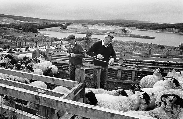 Farmers and sheep, Keilder