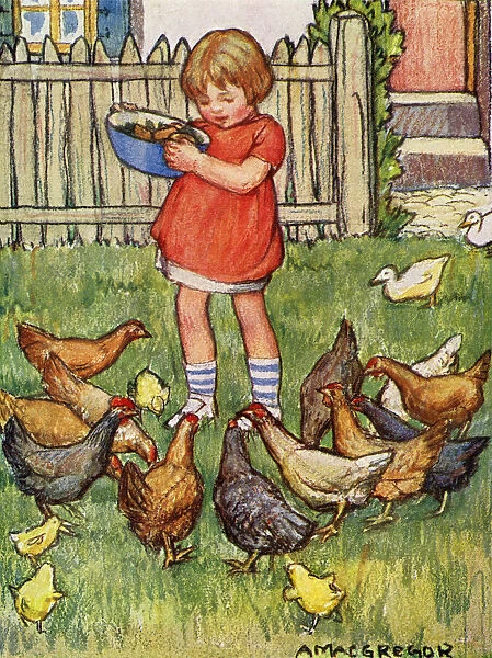 Feeding the hens
