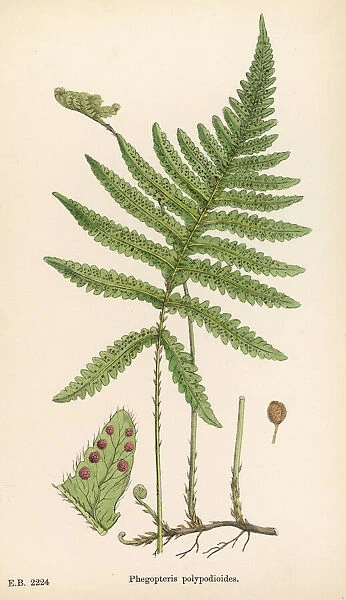 Ferns Phegopteris Poly