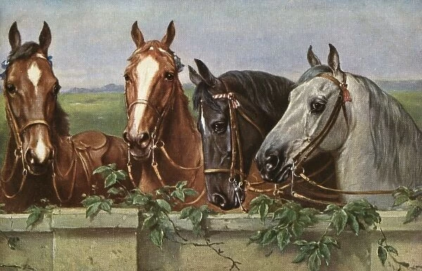 Four fine horses