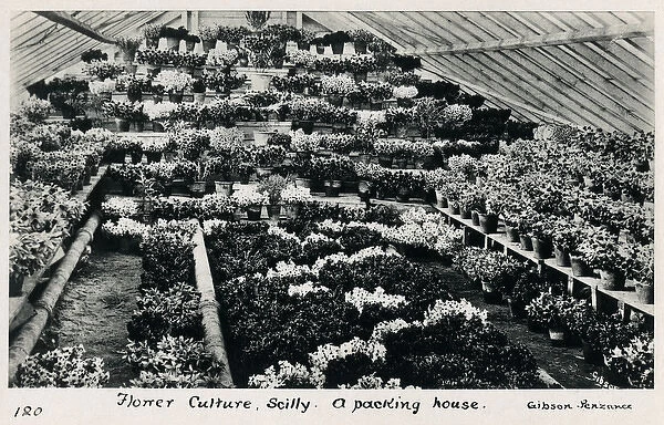Flower Culture - Scilly - A Packing House