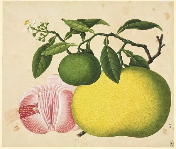 Flower Illustration from the Reeves Collection