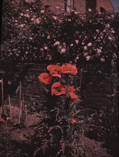 Flowers - Poppies