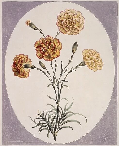 Folio 38 from A Collection of Flowers by John Edwards
