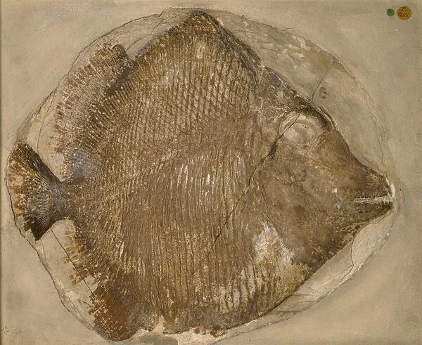 Fossilised Mesturus verrucosus