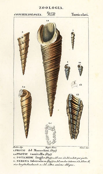 Fossils of extinct sea snails