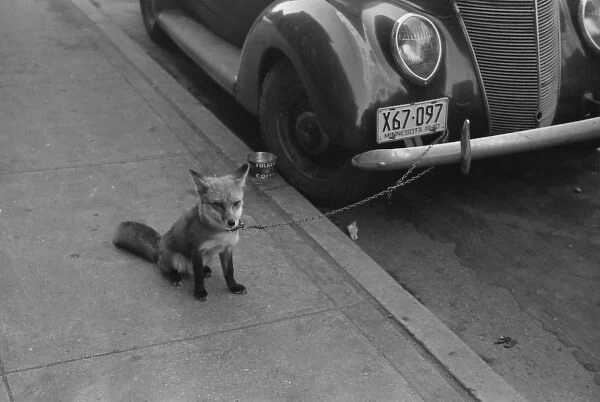 Fox chained to automobile. Moorehead, Minnesota