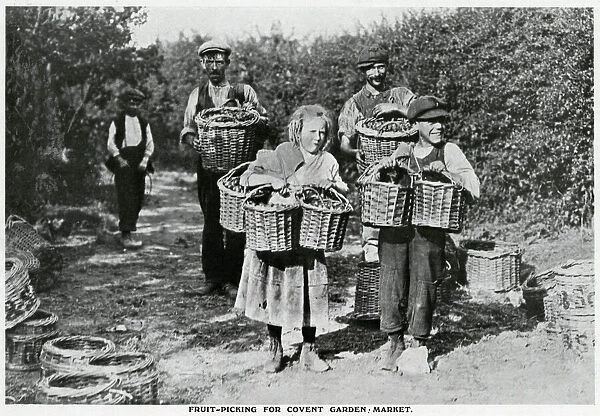 Fruit-picking for Covent Garden market 1909