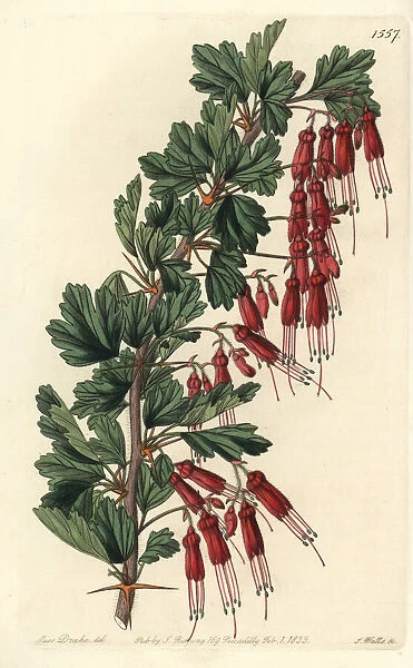 Fuchsia-flowered gooseberry, Ribes speciosum