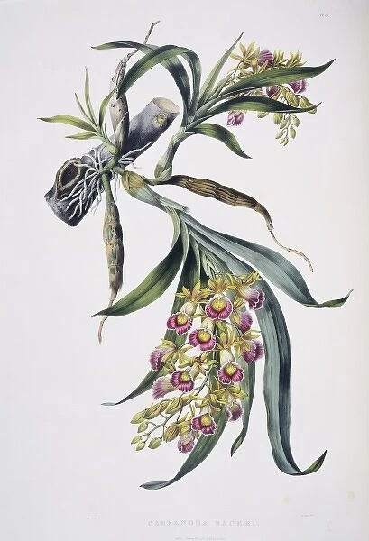 Galeandra baueri, orchid