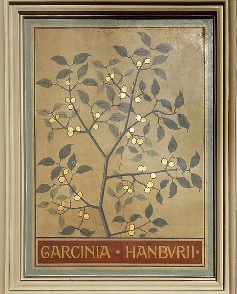 Garcinia hanburii, gamboge tree