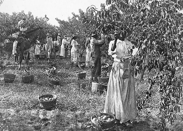 Gathering peaches Delaware USA early 1900s
