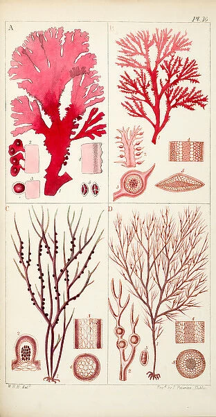Four genera of sea-weed