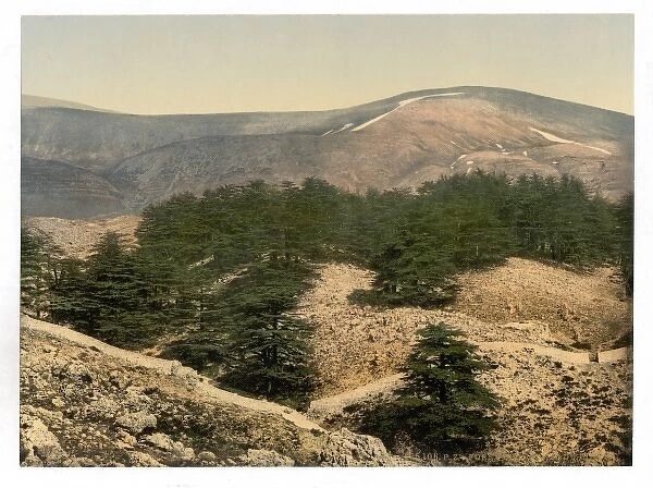 General view of the cedars of Lebanon, Lebanon, Holy Land