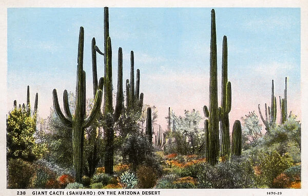 Giant Cacti (Sahuaro) - Arizona, USA