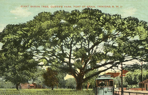 Giant Saman Tree - Queens Park - Port of Spain, Trinidad