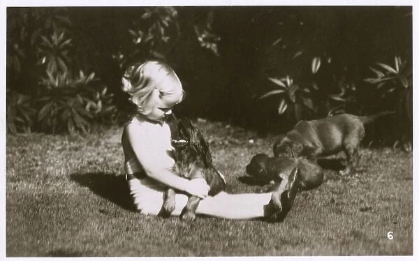 Girl in a garden with Irish Setter puppies