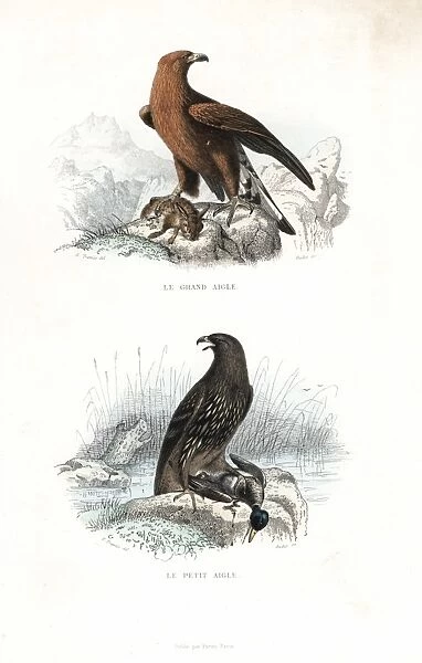 Golden eagle and spotted eagle