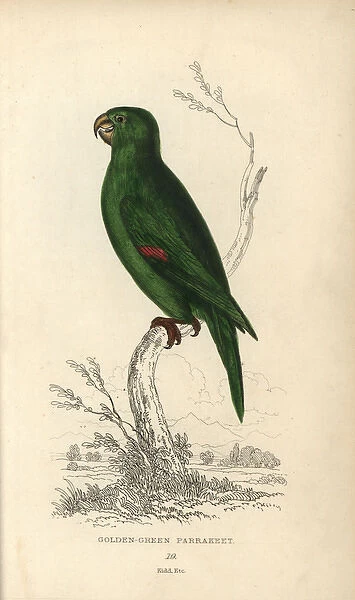 Golden green parakeet, Psittacus swainsonii