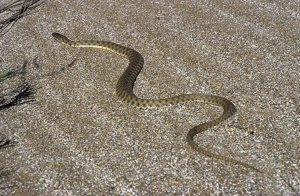 Grass Snake - sand dunes - desert